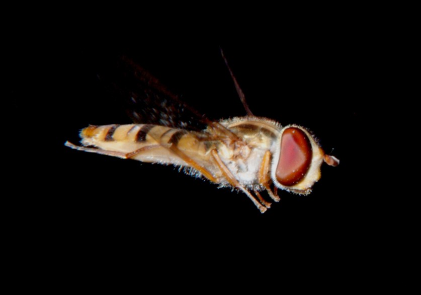 Le meraviglie  Sirfide in volo.
